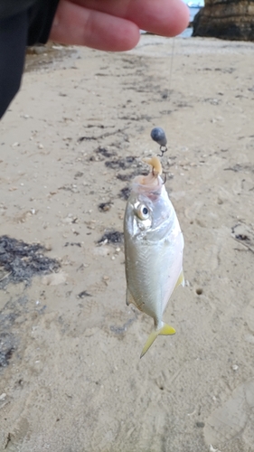 メッキの釣果