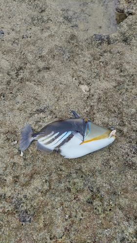 ムラサメモンガラの釣果