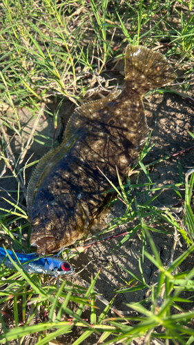 ヒラメの釣果