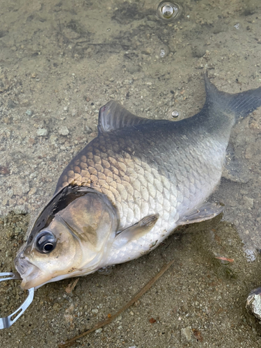 ヘラブナの釣果