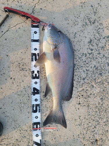 コロダイの釣果