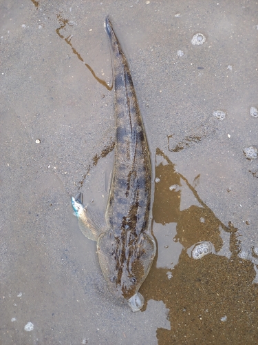 マゴチの釣果