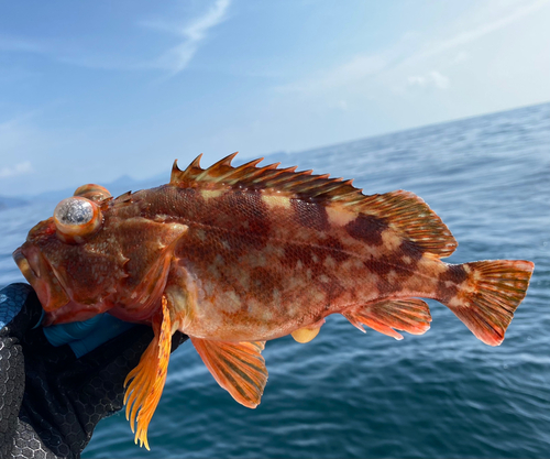 カサゴの釣果