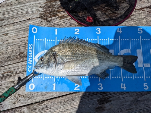 ミナミクロダイの釣果