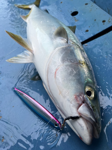 ワラサの釣果