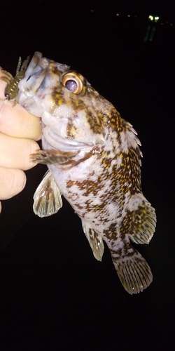 オウゴンムラソイの釣果