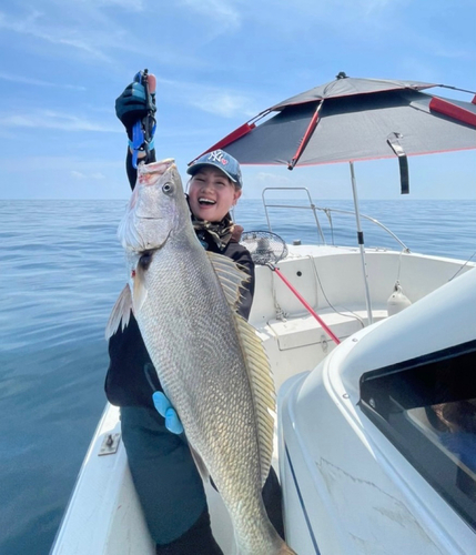 オオニベの釣果