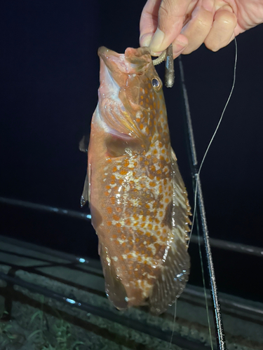 キジハタの釣果