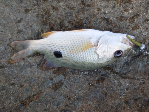 イッテンフエダイの釣果