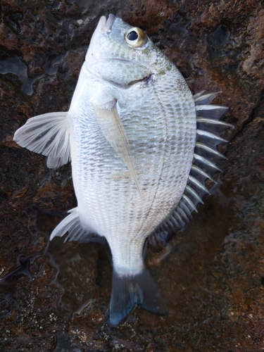 ミナミクロダイの釣果