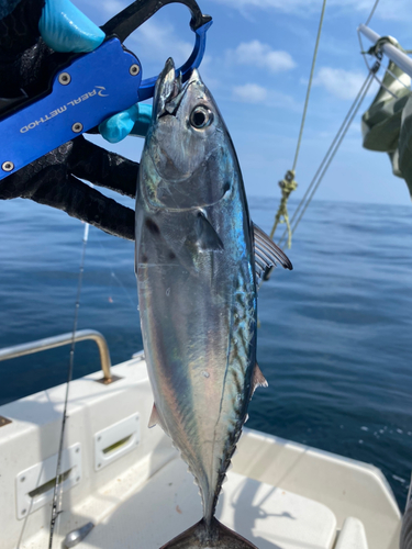 スマガツオの釣果