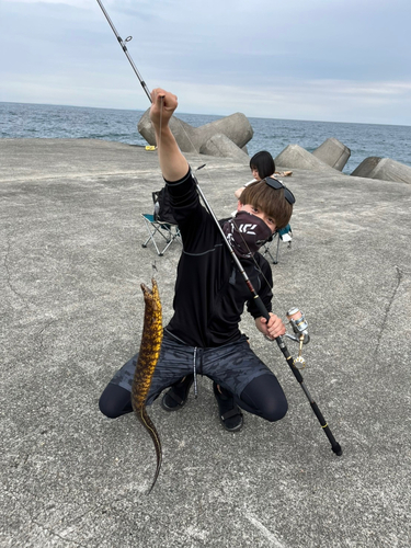 ウツボの釣果