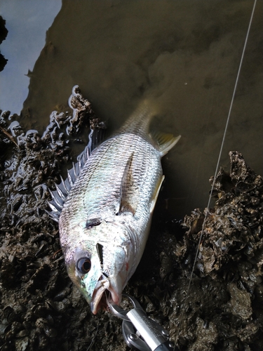 キビレの釣果