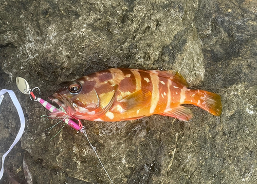 アカハタの釣果