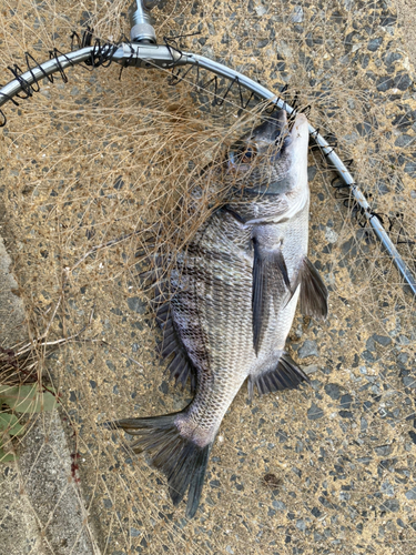 チヌの釣果