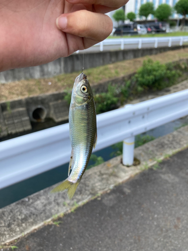 オイカワの釣果