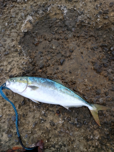 ブリの釣果