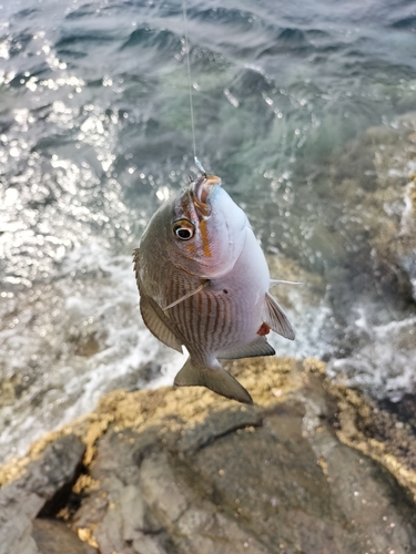 アカマツカサの釣果