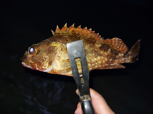 カサゴの釣果