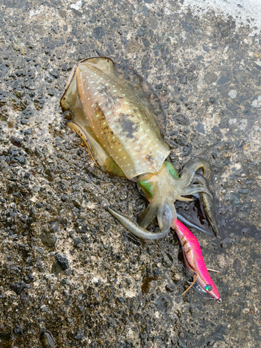 アオリイカの釣果