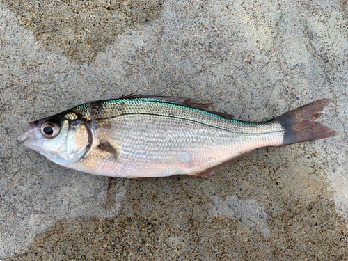 オキタナゴの釣果