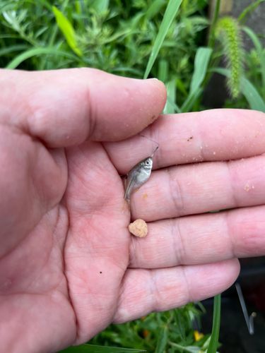 タイリクバラタナゴの釣果