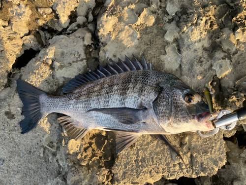 チヌの釣果