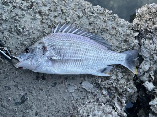 キビレの釣果