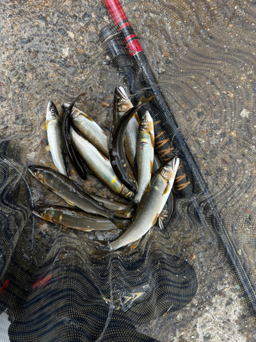 アユの釣果