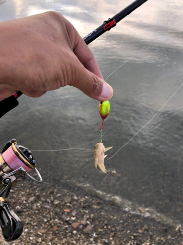 マハゼの釣果