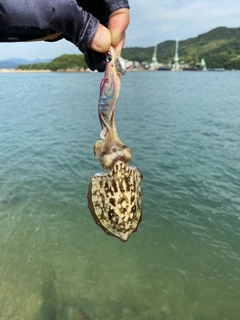コウイカの釣果
