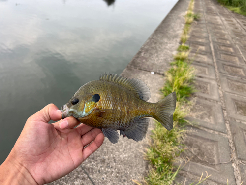 ブルーギルの釣果