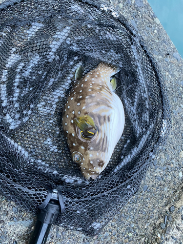 サザナミフグの釣果