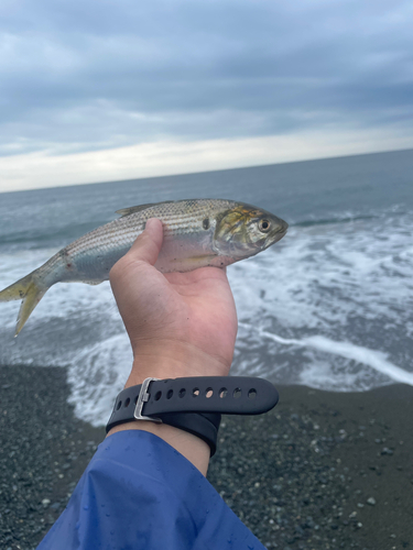 コノシロの釣果