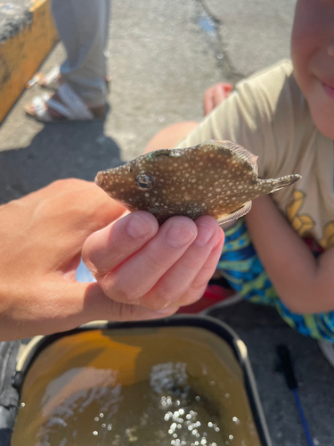 カワハギの釣果