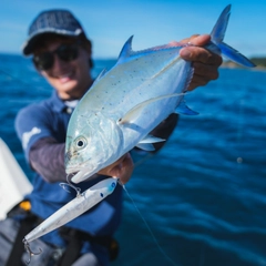 カスミアジの釣果