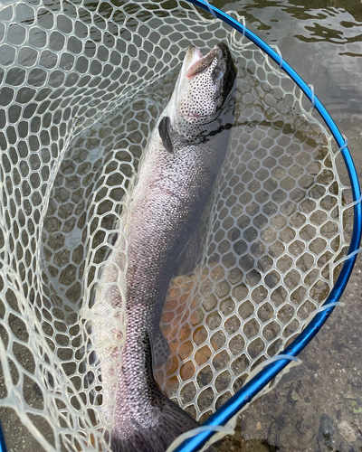 イトウの釣果