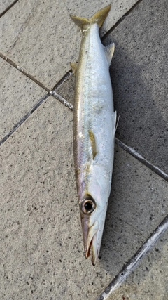 カマスの釣果