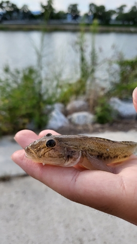 ハゼの釣果