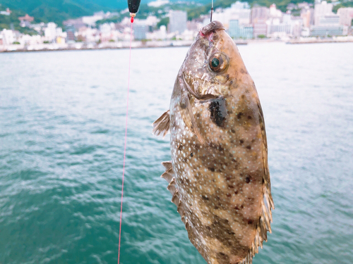 アイゴの釣果