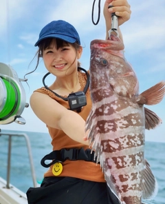 マハタの釣果