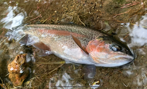 ニジマスの釣果