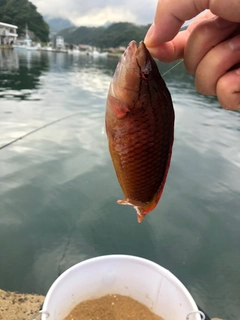 イソベラの釣果