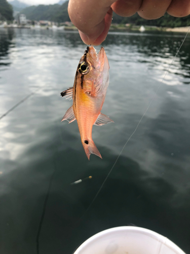 ネンブツダイの釣果