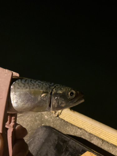 サバの釣果