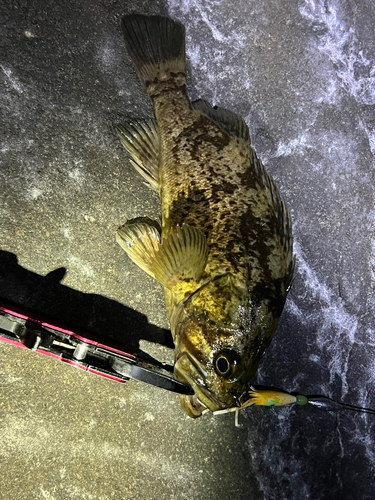 クロソイの釣果