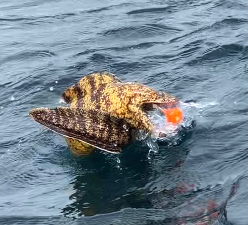 ウツボの釣果