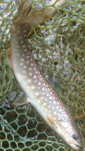 アメマスの釣果