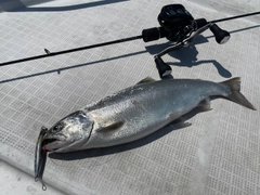 ビワマスの釣果