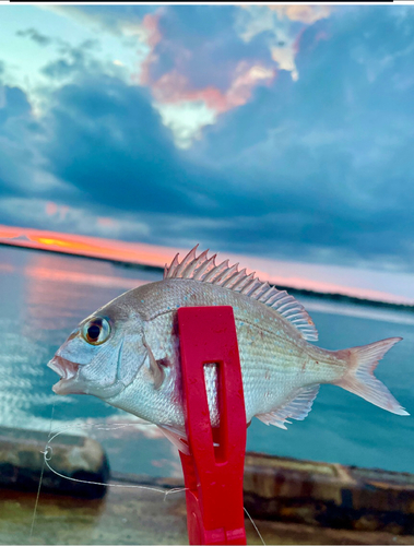 チャリコの釣果